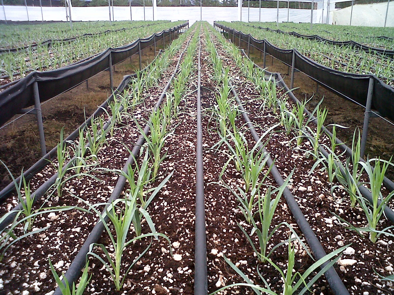 Fertirrigación riego